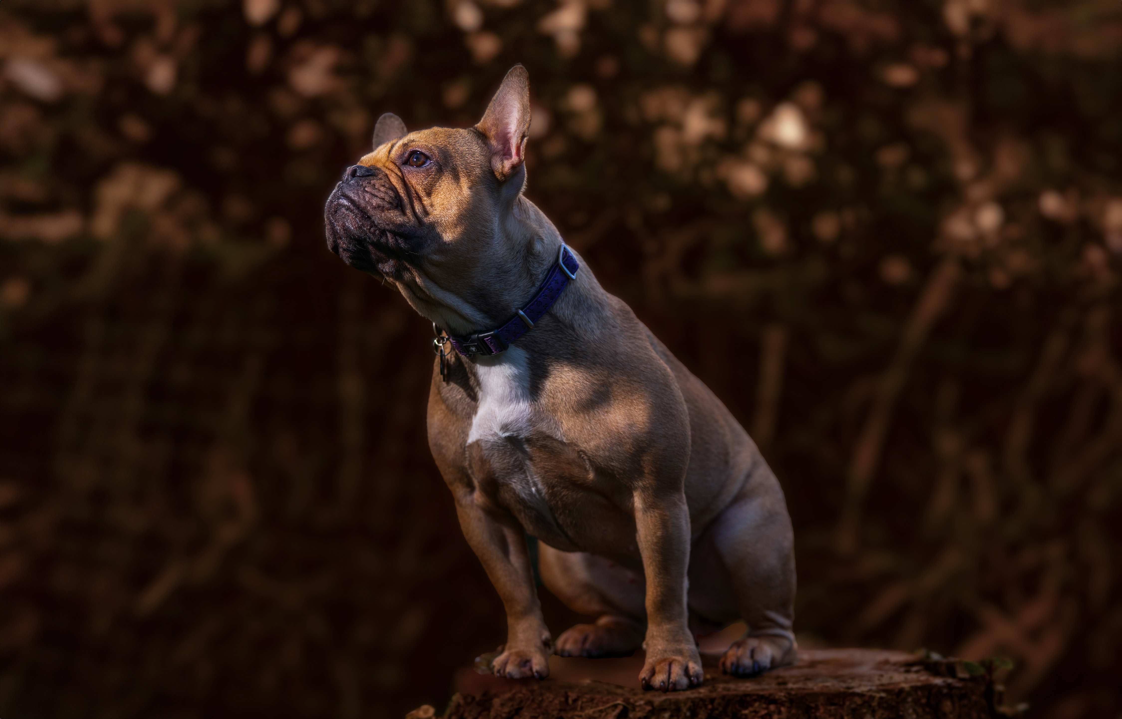 Portrait chien bouledogue français extérieur Saint-Lô Normandie — Arnaud Chapelle photographe animalier