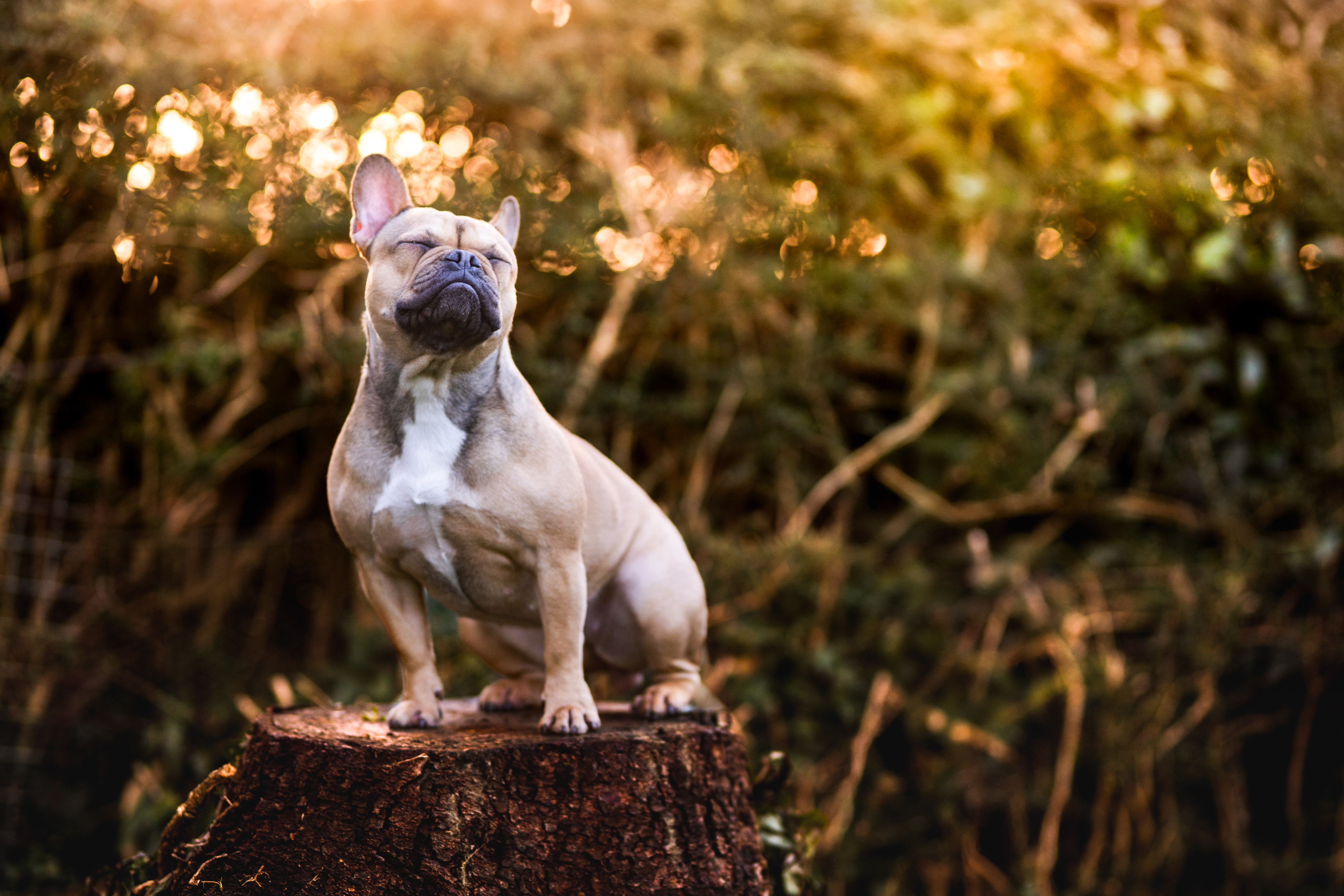 Photographe animalier chien Calvados Manche — bouledogue français portrait extérieur Saint-Lô