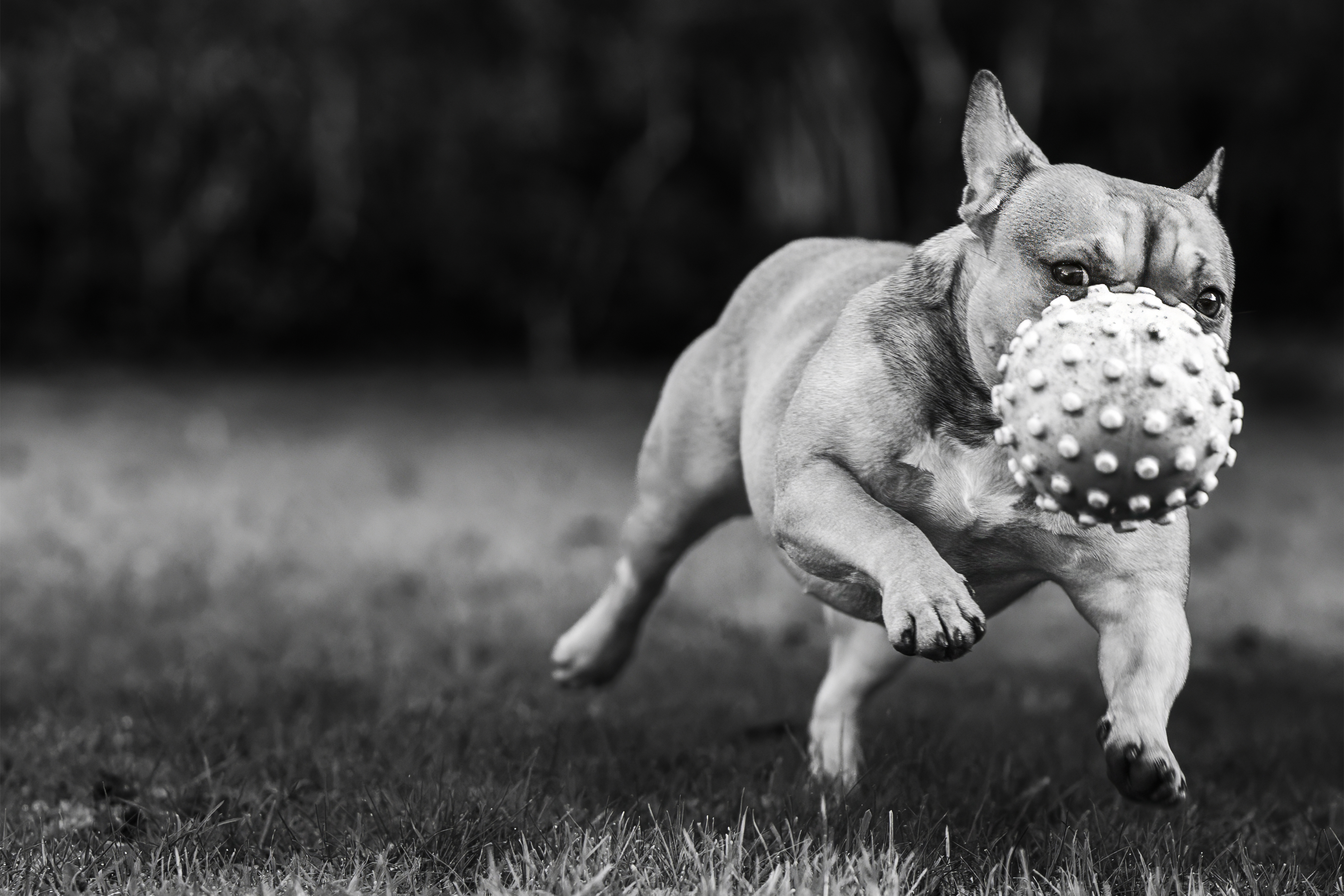 Portrait animalier chien bouledogue français extérieur — Arnaud Chapelle Photographe Normandie