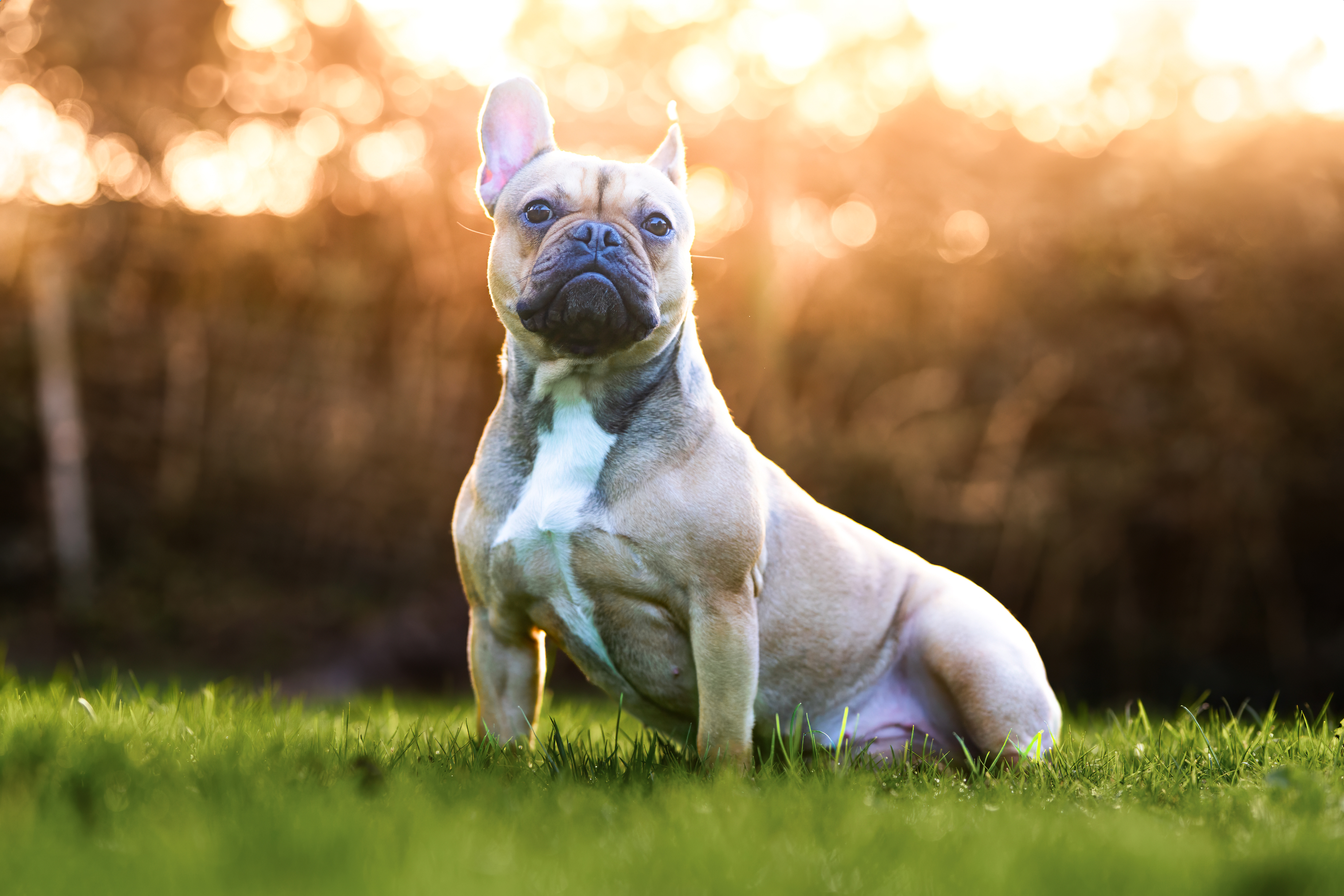 Séance photo portrait animalier jardin Normandie — Arnaud Chapelle Photographe Saint-Lô